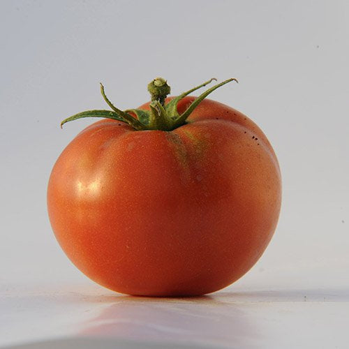 Graines de Tomates Buckbee's beefsteak
