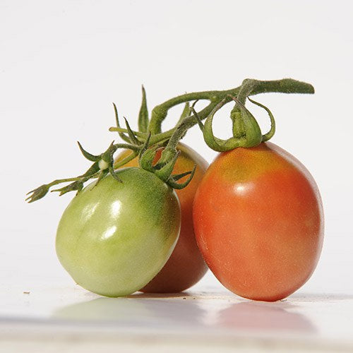Tomato seeds - Amish salad