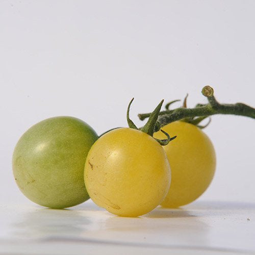 Tomato Seeds - Snow white
